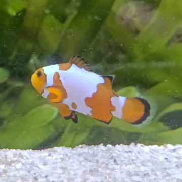 Amphiprion Ocellaris sneeuwvlok 3-4 cm (set van 2)