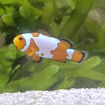 Amphiprion Ocellaris sneeuwvlok 3-4 cm (set van 2)