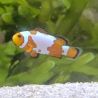 Amphiprion Ocellaris sneeuwvlok 3-4 cm (set van 2)