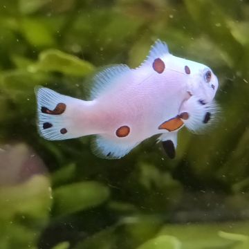 Amphiprion Ocellaris Platinium Storm 3-5 cm