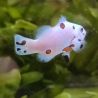Amphiprion Ocellaris Platinium Storm 3-5 cm
