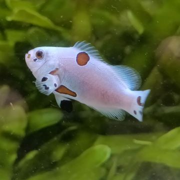 Amphiprion Ocellaris Platinium Storm 3-5 cm