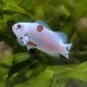 Amphiprion Ocellaris Platinium Storm 3-5 cm (lot de 2)