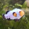 Amphiprion Ocellaris "Platinium" 3-4 cm