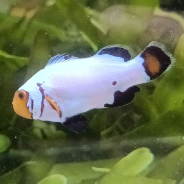 Amphiprion Ocellaris "Platinium" 3-4 cm