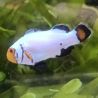 Amphiprion Ocellaris "Platinium" 3-4 cm