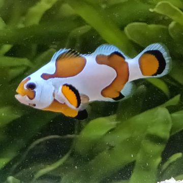 Amphiprion Ocellaris Mocha Storm 3-4 cm
