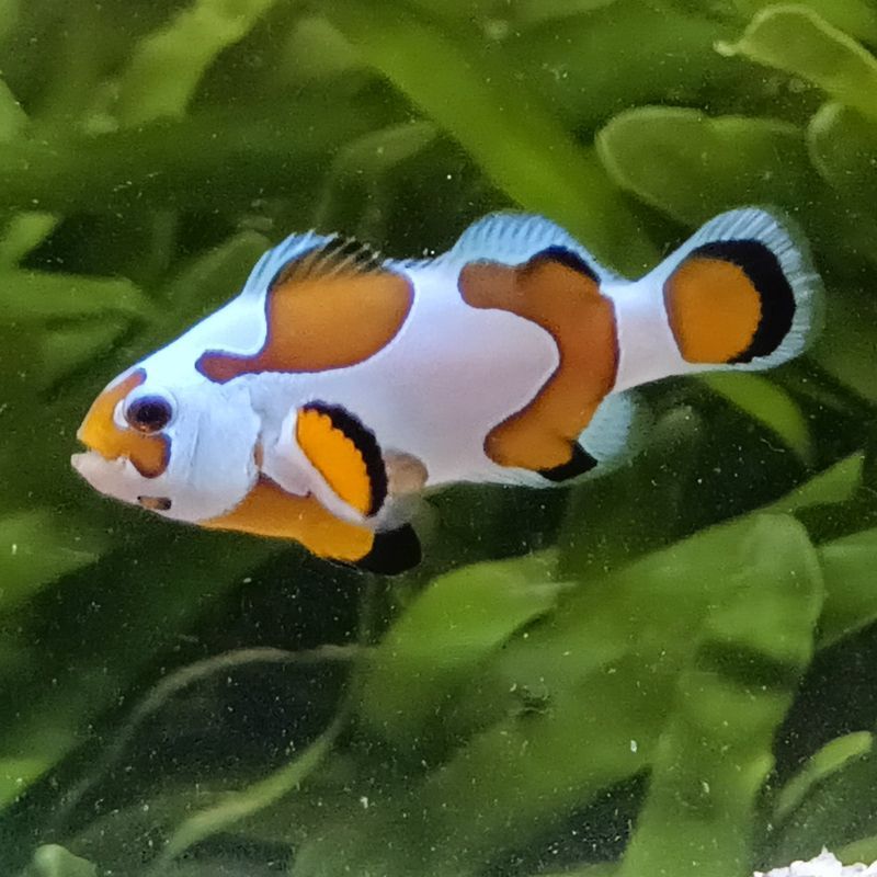 Amphiprion Ocellaris Mocha Storm 3-4 cm Amphiprion Ocellaris Mocha Storm 3-4 cm