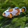 Amphiprion Ocellaris Mocha Storm 3-4 cm