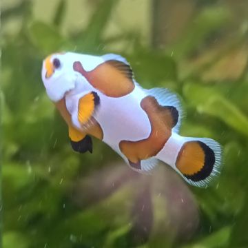 Amphiprion Ocellaris Mocha Storm 3-4 cm