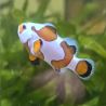 Amphiprion Ocellaris Mocha Storm 3-4 cm
