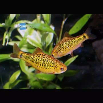 Barbodes semifasciolatus (schuberti)
