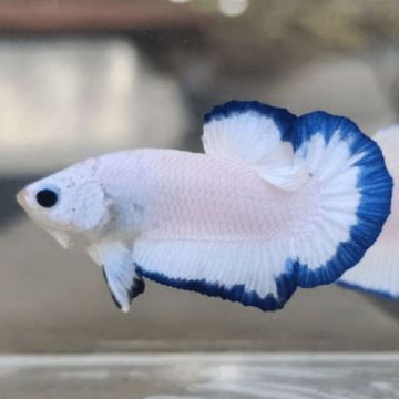 Couple de betta plakat blue rim