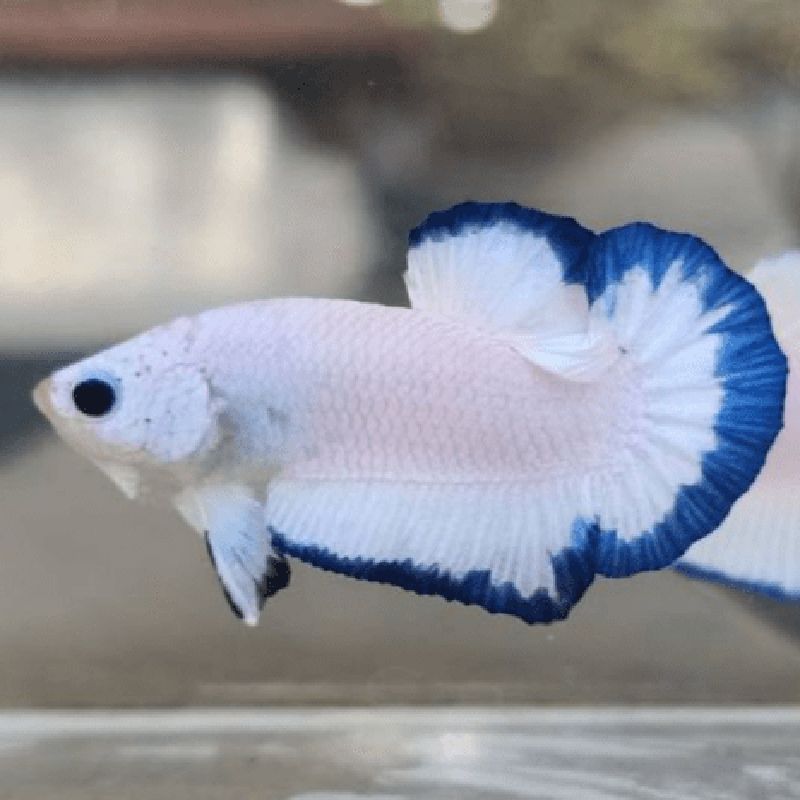 Betta Blue rim - plakat blue rim Betta Blue rim - plakat blue rim
