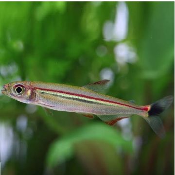 Iguanodectes geisleri