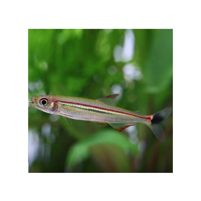 Iguanodectes geisleri lot de 5 Iguanodectes geisleri lot de 5