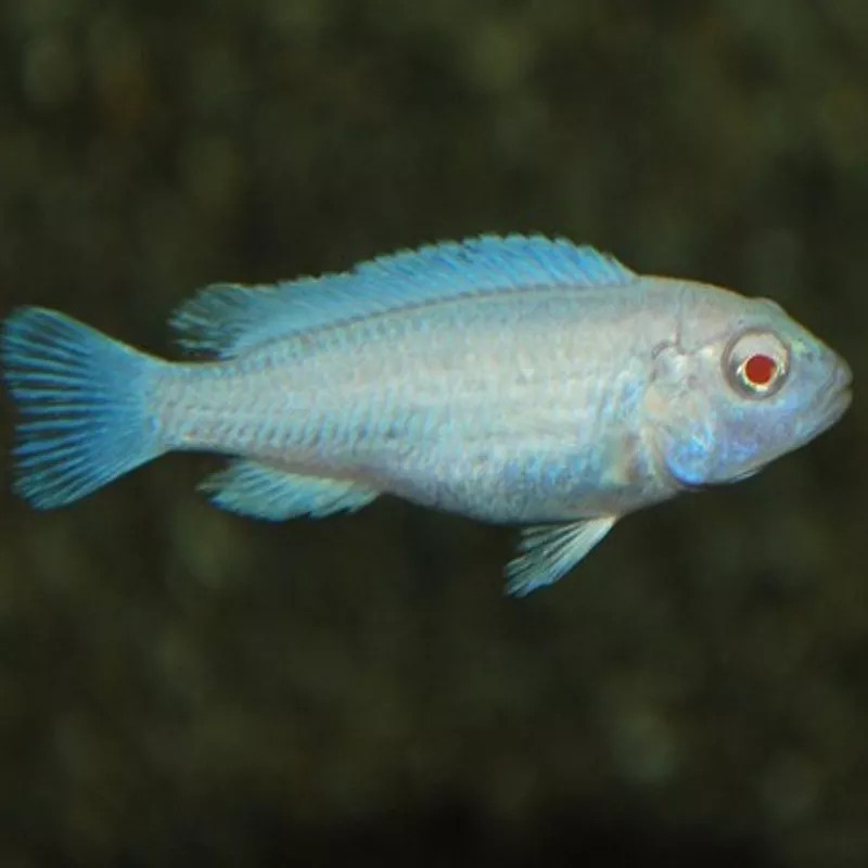 Chindongo socolofi Albino 8-9 cm lot de 2 Chindongo socolofi Albino 8-9 cm lot de 2