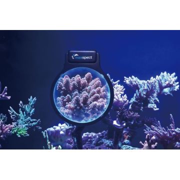 Maxspect Pastel Reef Magnifier M