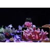 Maxspect Pastel Reef Magnifier M
