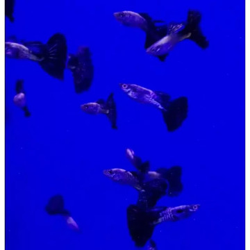 Guppy Black Léopard