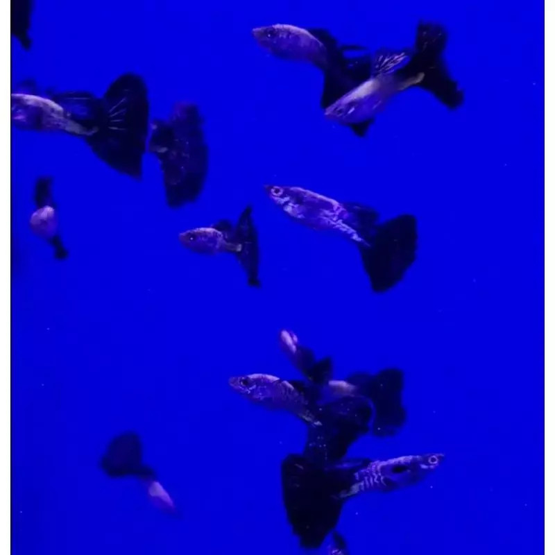 Guppy Black Léopard Guppy Black Léopard
