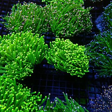 Euphyllia Glabrescens
