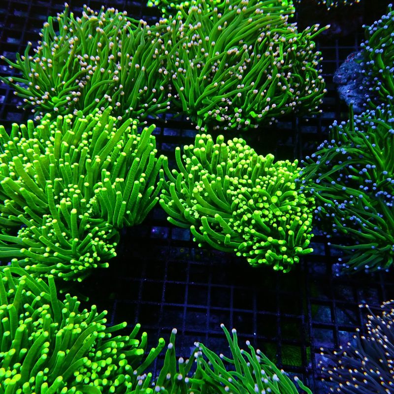 Euphyllia Glabrescens