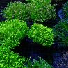 Euphyllia Glabrescens
