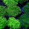 Euphyllia Glabrescens