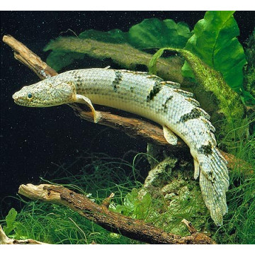 Polypterus Endlicheri 8-10 cm 37,50 €