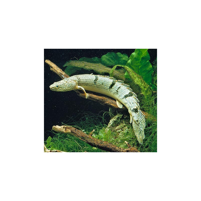 Polypterus Endlicheri 8-10 cm 37,50 € Polypterus Endlicheri 8-10 cm 37,50 €