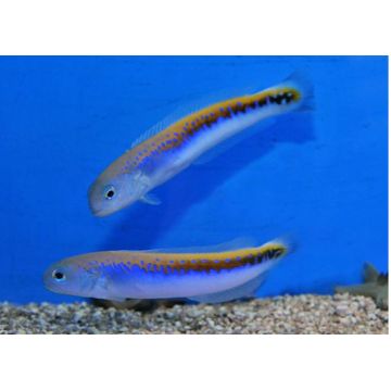 Hoplolatilus Oreni 10-12 cm