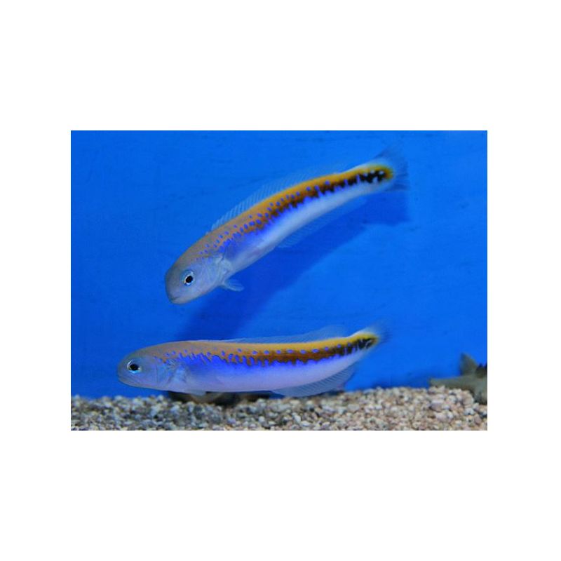 Hoplolatilus Oreni 10-12 cm