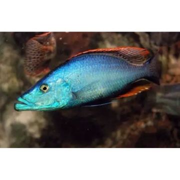 Dimidiochromis Compressiceps 5-6cm