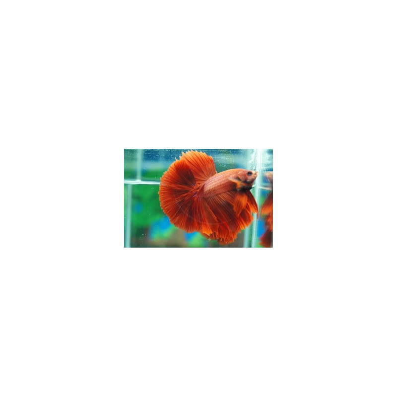 Betta mâle Halfmoon super rouge (Les patrons de coloration peuvent ... Betta mâle Halfmoon super rouge (Les patrons de coloration peuvent ...