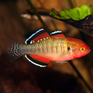 Hypseleotris compressa per 2