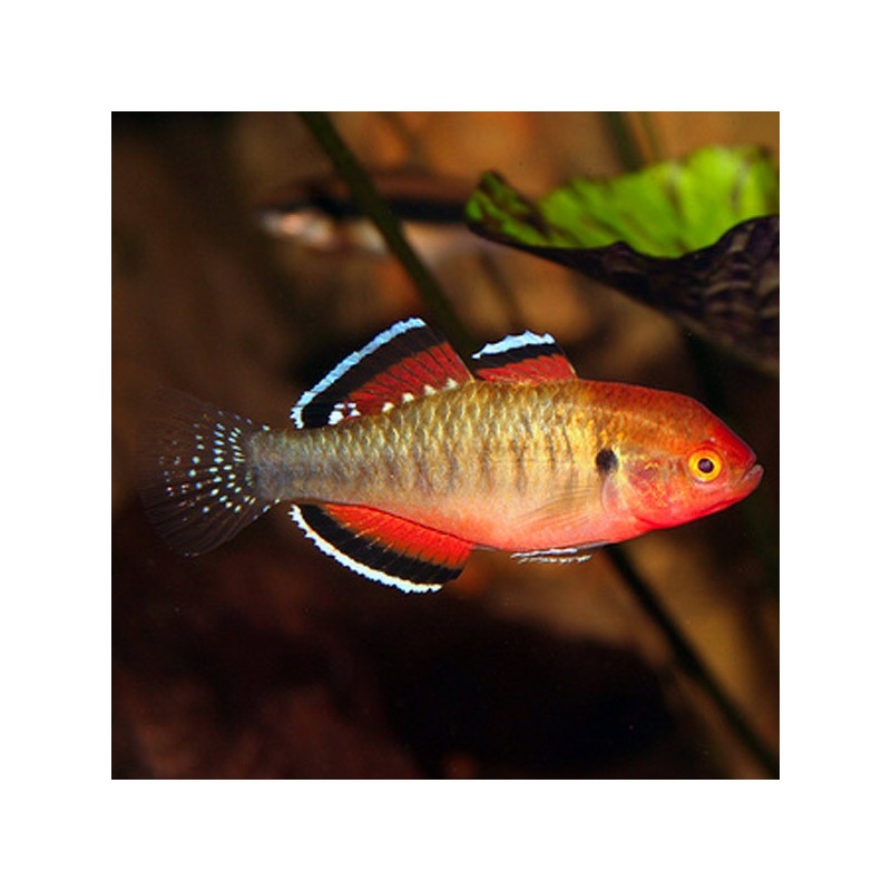 Hypseleotris compressa per 2