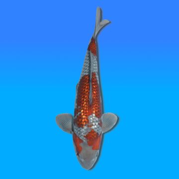 Koï Japon Ginrin Ochiba mâle éleveur Kawakami 42cm