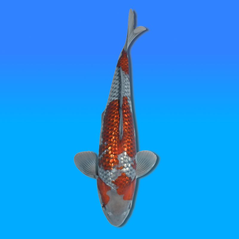 Koï Japon Ginrin Ochiba mâle éleveur Kawakami 42cm