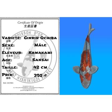 Koï Japon Ginrin Ochiba mâle éleveur Kawakami 42cm
