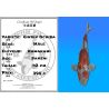 Koï Japon Ginrin Ochiba mâle éleveur Kawakami 42cm