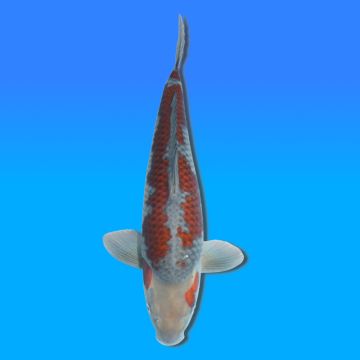 Koï Japon Ochiba femelle éleveur Kawakami 45cm