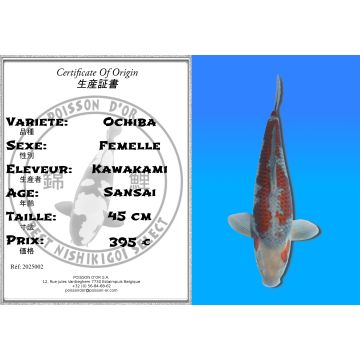 Koï Japon Ochiba femelle éleveur Kawakami 45cm