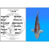 Koï Japon Ochiba femelle éleveur Kawakami 45cm