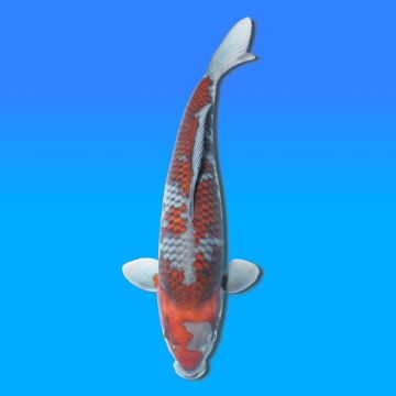 Koï Japon Ochiba mâle éleveur Kawakami 44cm