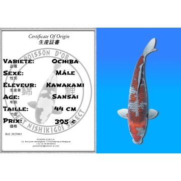 Koï Japon Ochiba mâle éleveur Kawakami 44cm