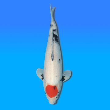 Koï Japon Tancho Showa mâle éleveur Himitsu 46cm