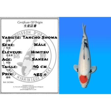 Koï Japon Tancho Showa mâle éleveur Himitsu 46cm