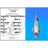 Koï Japon Tancho Showa mâle éleveur Himitsu 46cm