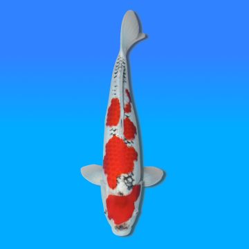 Koï Japon Goshiki mâle éleveur Kawakami 46cm